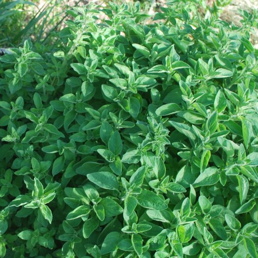 Origanum majorana